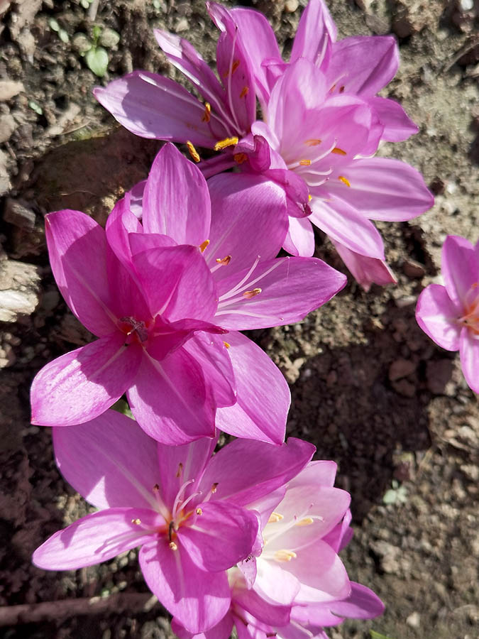 Colchicum cilicicum